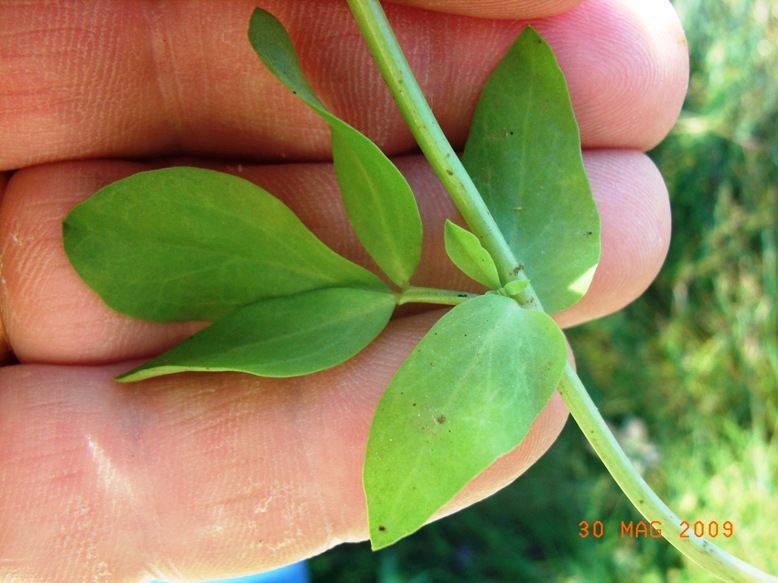 Lotus corniculatus